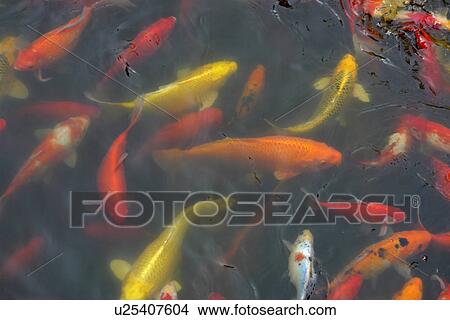 Picture - carp, nature, china, fish, person, people. Fotosearch