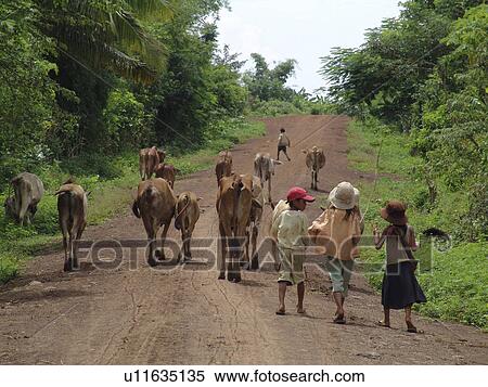 Stock Photography - cattle, person, herding, girls, cambodia, people. Fotosearch