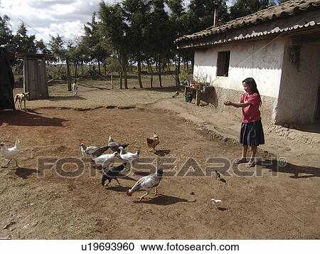 Stock Image - chickens, girl, feeding, honduras, person, people. Fotosearch