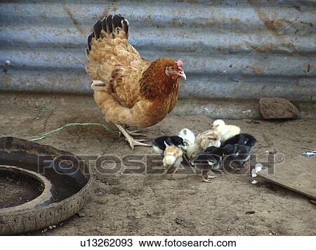 chicks, people, hen, salvador, person, baby View Large Photo Image Stock Image - chicks, people, hen, salvador, person, baby. Fotosearch