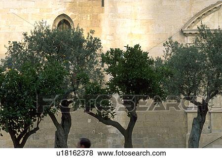 Stock Photo - classical, twisty, front, tops, leafy, tree. Fotosearch