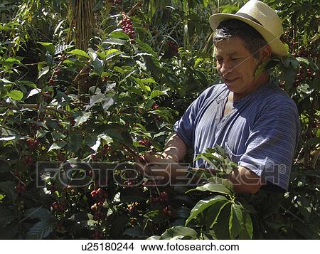 Picture - coffee, indigenous, guatemala, person, people. Fotosearch