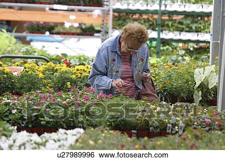 Stock Photograph - commerce, Richardson, retail, display, nursery, Texas. Fotosearch