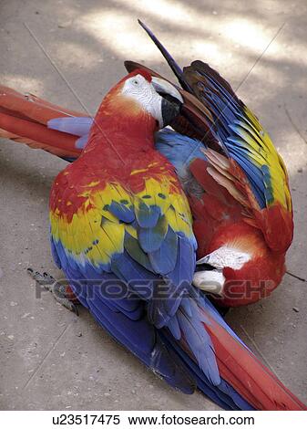 copan, person, macaws, tame, honduras, people View Large Photo Image Stock Photography - copan, person, macaws, tame, honduras, people. Fotosearch