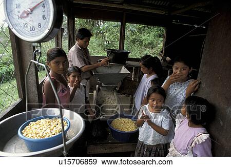 corn, person, community, guatemala, 7402, people View Large Photo Image Stock Photo - corn, person, community, guatemala, 7402, people. Fotosearch