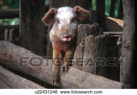 country, guatemala, quetzaltenango, pig, farming, 5040 View Large Photo Image Stock Photograph - country, guatemala, quetzaltenango, pig, farming, 5040. Fotosearch