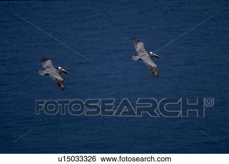 couple, santa, flying, pelicans, water View Large Photo Image Stock Photograph - couple, santa, flying, pelicans, water. Fotosearch