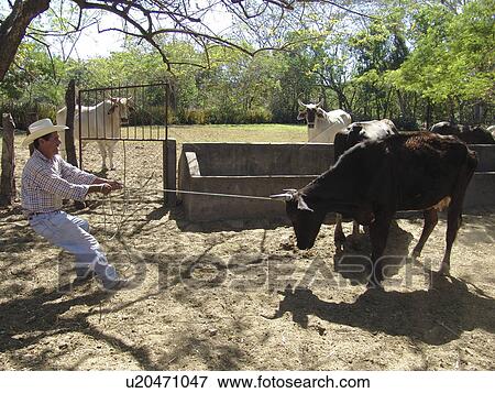 Stock Photo - cow, person, pulling, farmer, salvador, people. Fotosearch