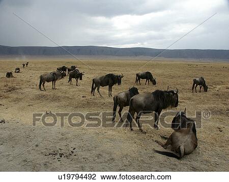 crater, person, ngorongoro, wildebeast, tanzania, people View Large Photo Image Stock Image - crater, person, ngorongoro, wildebeast, tanzania, people. Fotosearch