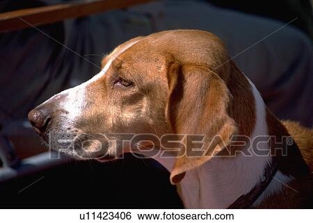 cross, up, beagle, look, facial, close View Large Photo Image Stock Photograph - cross, up, beagle, look, facial, close. Fotosearch