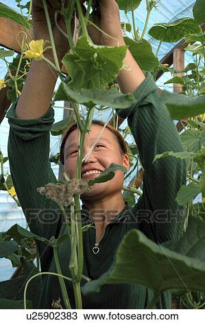 Stock Image - cucumbers, people, harvesting, mongolia, person, woman. Fotosearch