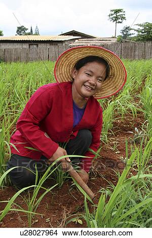 cultivating, people, female, thailand, person, woman View Large Photo Image Picture - cultivating, people, female, thailand, person, woman. Fotosearch