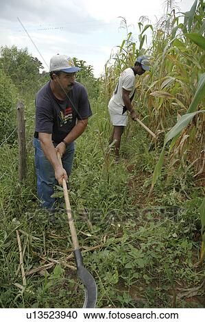 cultivating, person, males, men, brazil, people View Large Photo Image Stock Image - cultivating, person, males, men, brazil, people. Fotosearch