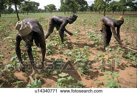Stock Image - cultivatingsoja, person, men, ghana, 7643, people. Fotosearch