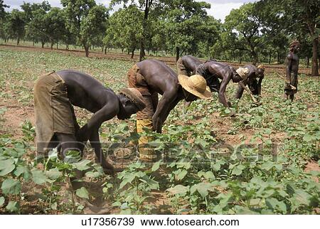 Stock Photo - cultivatingsoja, person, men, ghana, 7644, people. Fotosearch