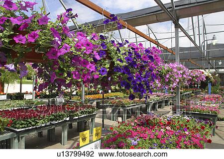 Stock Image - display, Richardson, indoor, inside, nursery, Texas. Fotosearch