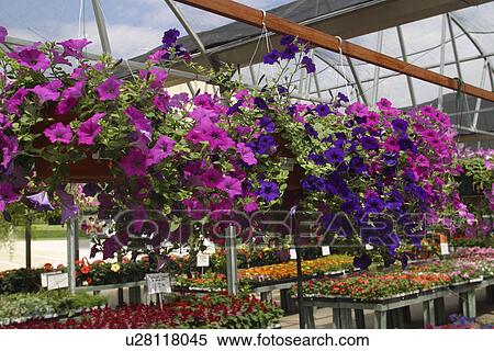 Stock Photography - display, Richardson, indoor, inside, nursery, Texas. Fotosearch