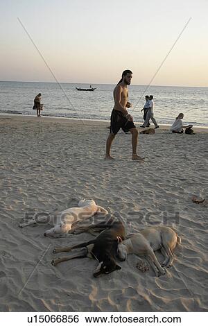 Stock Photograph - dogs, dog, india, person, people, beach. Fotosearch