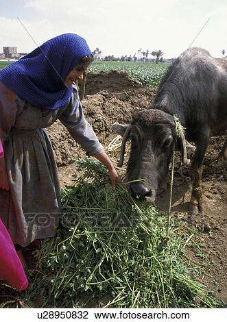 Stock Image - egypt, water, 5740, person, people, woman. Fotosearch