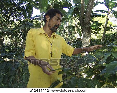 Stock Image - examining, coffee, farmer, nicaragua, person, people. Fotosearch