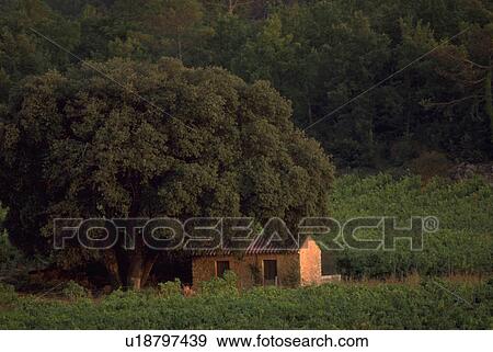 Stock Photo - farmhouse, house, stone, nature, wine, tree. Fotosearch