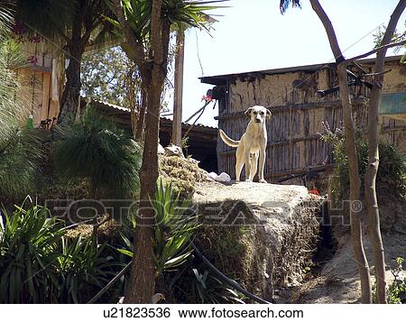 farmhouse, people, guarding, guatemala, person, dog View Large Photo Image Stock Photograph - farmhouse, people, guarding, guatemala, person, dog. Fotosearch