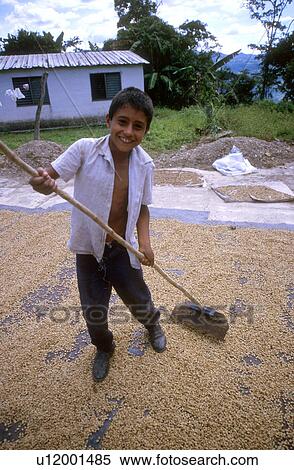 Stock Photography - farming, coffee, venezuela, 5213, person, people. Fotosearch