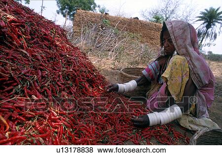 farming, people, india, 5279, person, woman View Large Photo Image Stock Photo - farming, people, india, 5279, person, woman. Fotosearch