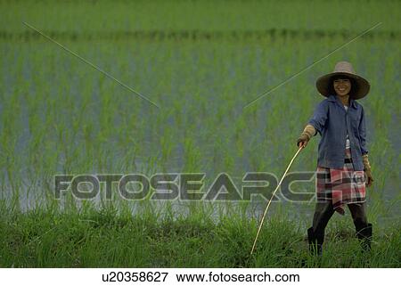 female, asia, woman, asian, southeast, thailand View Large Photo Image Stock Photo - female, asia, woman, asian, southeast, thailand. Fotosearch