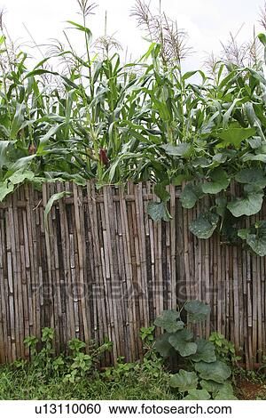 fence, nature, country, detail, thailand, pattern View Large Photo Image Stock Image - fence, nature, country, detail, thailand, pattern. Fotosearch