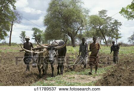 field, person, ploughing, farmers, zambia, people View Large Photo Image Stock Photo - field, person, ploughing, farmers, zambia, people. Fotosearch