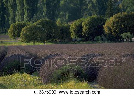 field, tree, rows, lavender, nature, flowers View Large Photo Image Stock Photo - field, tree, rows, lavender, nature, flowers. Fotosearch