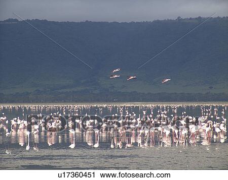 Stock Image - flamingoes, nature, pink, tanzania, person, people. Fotosearch