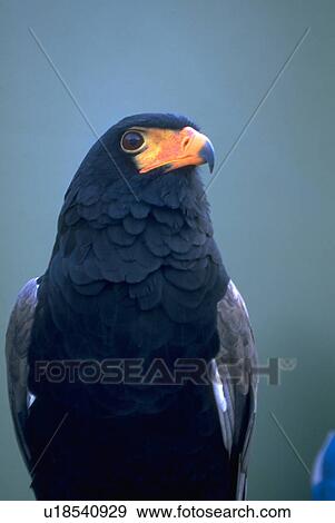 florida, eagle, tampa, gardens, busch, battleur View Large Photo Image Stock Photo - florida, eagle, tampa, gardens, busch, battleur. Fotosearch