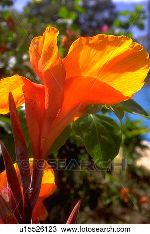 Stock Image - flowers, gold, large, blossoms, flora. Fotosearch