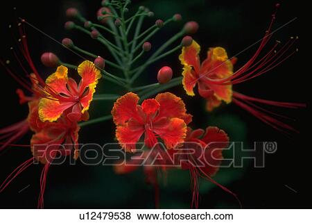 flowers, gold, red, blossoms, flora View Large Photo Image Stock Photo - flowers, gold, red, blossoms, flora. Fotosearch