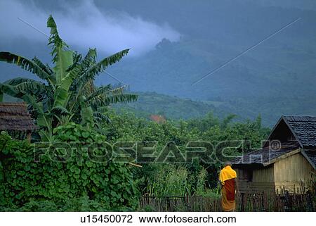 Stock Image - forest, asia, jungle, vegetation, southeast, laos. Fotosearch