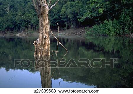 Stock Photo - forest, tree, amazon, river, located, water. Fotosearch