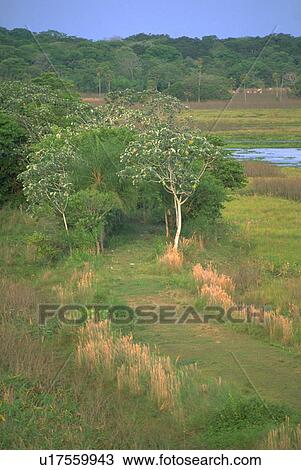 Stock Image - forested, beauty, densely, field, flooded, water. Fotosearch