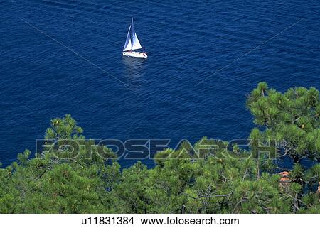 french, sailboat, cannes, trees, mediterranean, water View Large Photo Image Picture - french, sailboat, cannes, trees, mediterranean, water. Fotosearch