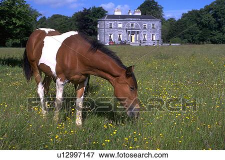 Stock Photo - front, horse, pasture, lush, grazes, pinto. Fotosearch