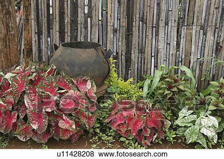 garden, flowers, thailand, nature, pattern, car View Large Photo Image Stock Photo - garden, flowers, thailand, nature, pattern, car. Fotosearch