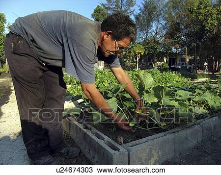 gardening, person, market, organic, salvador, people View Large Photo Image Stock Image - gardening, person, market, organic, salvador, people. Fotosearch