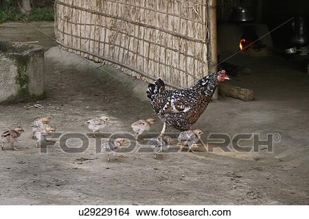 Picture - garo, chicken, farmers, belonging, chicke, bangladesh. Fotosearch