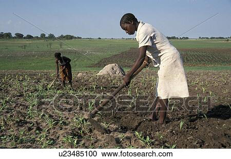girls, people, zambia, person, girl, food View Large Photo Image Stock Image - girls, people, zambia, person, girl, food. Fotosearch