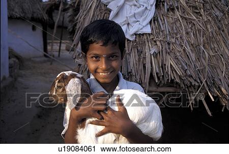 Stock Image - goat, person, holding, boy, india, people. Fotosearch