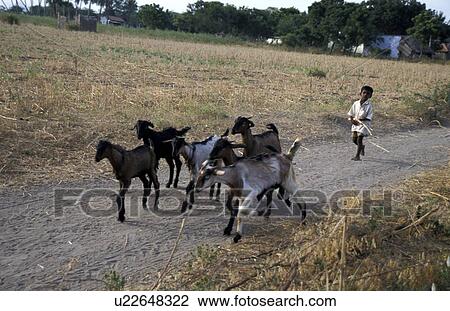 Stock Image - goats, person, herding, boy, india, people. Fotosearch