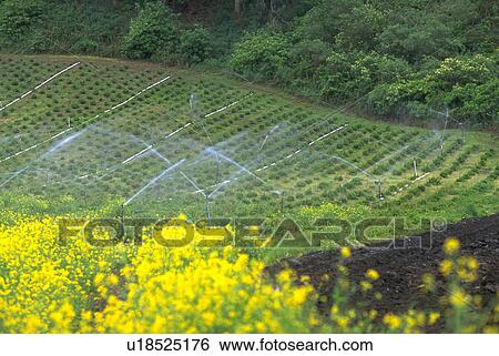 half, flowers, field, watering, sprinklers, water View Large Photo Image Stock Photograph - half, flowers, field, watering, sprinklers, water. Fotosearch