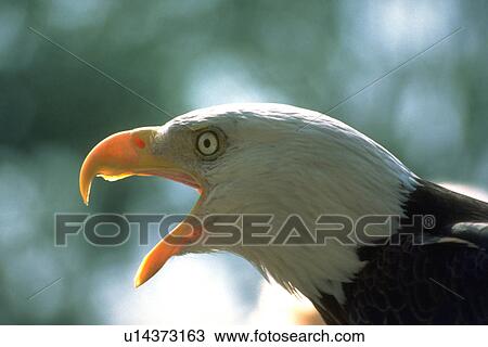 haliaeetus, weeki, seen, leucocephalus, eagle View Large Photo Image Stock Image - haliaeetus, weeki, seen, leucocephalus, eagle. Fotosearch
