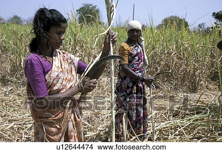 harvest, person, cane, sugar, india, people View Large Photo Image Picture - harvest, person, cane, sugar, india, people. Fotosearch